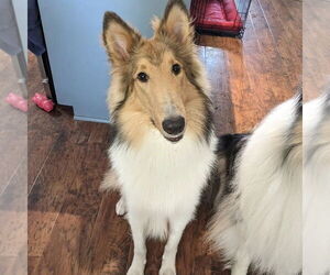 Collie Dogs for adoption in Dublin, OH, USA