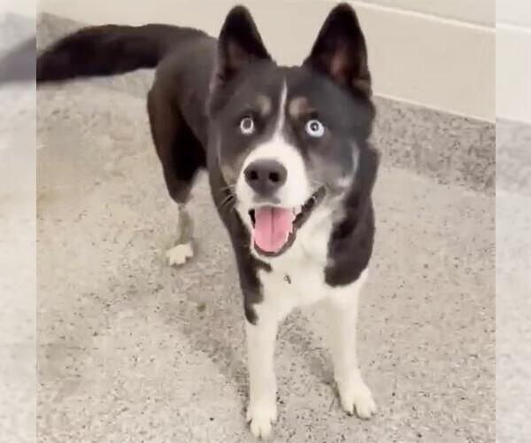 Medium Photo #3 Siberian Husky-Unknown Mix Puppy For Sale in Houston, TX, USA