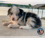 Small Photo #17 Miniature Australian Shepherd Puppy For Sale in GRANBURY, TX, USA