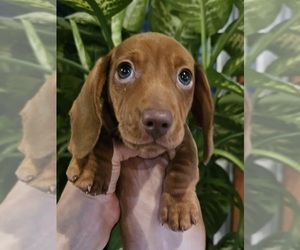Dachshund Puppy for sale in CARROLLTON, VA, USA