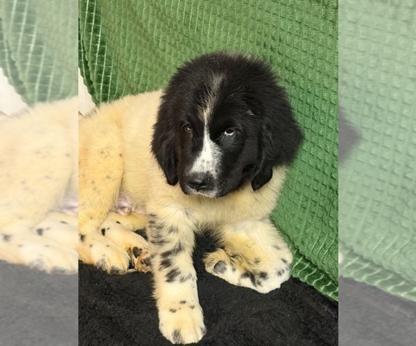 Medium Photo #8 Newfoundland Puppy For Sale in AURORA, IN, USA