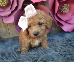 Poodle (Miniature) Puppy for sale in HONEY BROOK, PA, USA