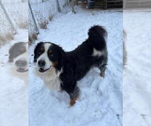 Father of the Bernese Mountain Dog puppies born on 11/10/2025