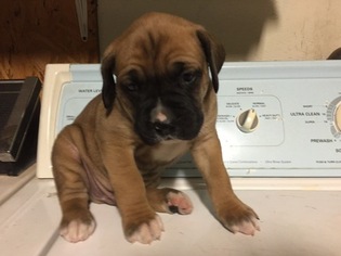 Boxer-Mastiff Mix Puppy for sale in HUNTSVILLE, AL, USA