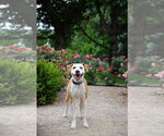 Small #5 American Pit Bull Terrier Mix