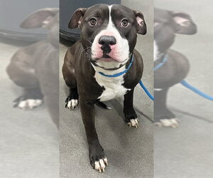 Mutt Dogs for adoption in Forestville, MD, USA