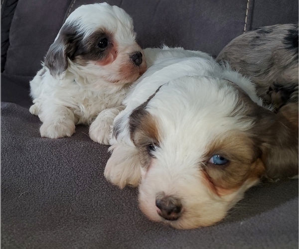 Medium Photo #18 Bernedoodle (Miniature) Puppy For Sale in LEETONIA, OH, USA