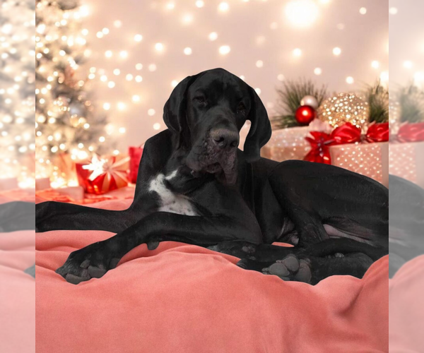 Medium Photo #1 Great Dane Puppy For Sale in Vail, AZ, USA