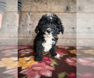 Aussiedoodle Miniature Puppy for sale in VERMONTVILLE, MI, USA