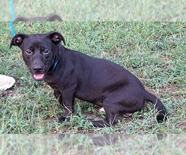 Medium Photo #3 Dachshund-Labrador Retriever Mix Puppy For Sale in Wetumpka, AL, USA