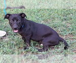 Small #2 Dachshund-Labrador Retriever Mix