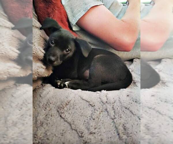 Medium Photo #4 Labrador Retriever-Unknown Mix Puppy For Sale in New York, NY, USA