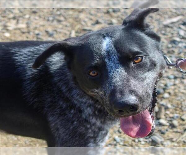 Medium Photo #4 Mutt Puppy For Sale in Martinez, CA, USA