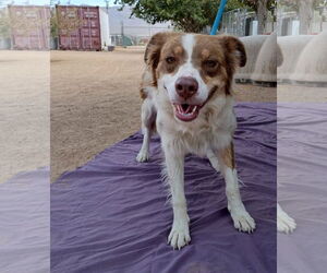 Australian Shepherd Dogs for adoption in Apple Valley, CA, USA