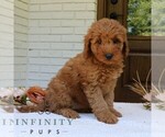 Small #1 Goldendoodle (Miniature)