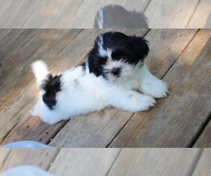 Shih Tzu Puppy for sale in THAYER, KS, USA