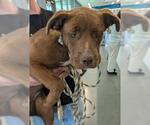 Small Mastiff Mix