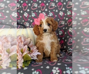 Cavapoo Puppy for sale in LEOLA, PA, USA