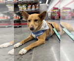 Small #8 Chow Chow-Rat Terrier Mix