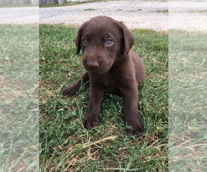 German Shorthaired Lab Puppy for sale in MASON, IL, USA