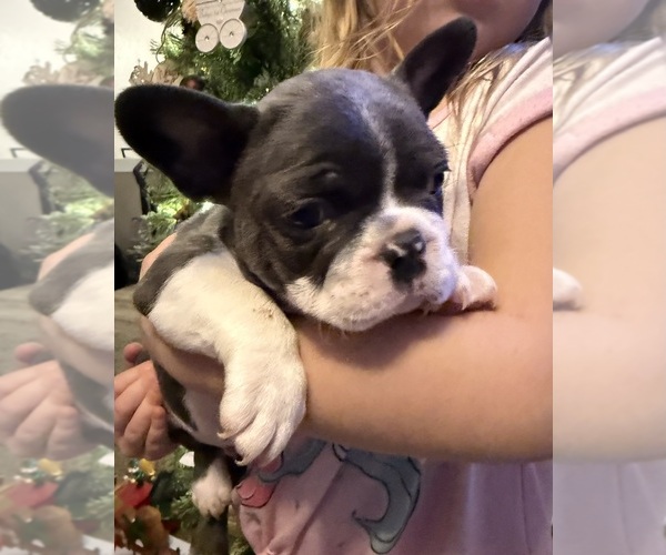 Medium Photo #9 French Bulldog Puppy For Sale in EAST LIVERPOOL, OH, USA