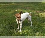 Small #1 Jack Russell Terrier-Whippet Mix