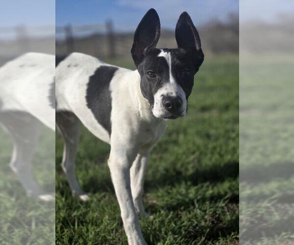 Medium Photo #2 Borador Puppy For Sale in Lakewood, CO, USA