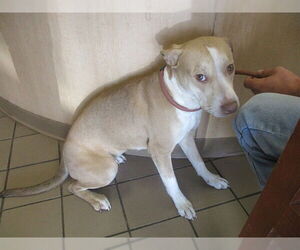 American Pit Bull Terrier-Unknown Mix Dogs for adoption in Ocala, FL, USA