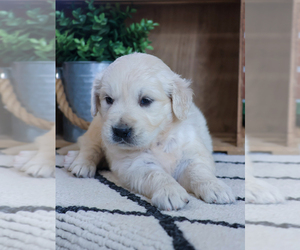 English Cream Golden Retriever Puppy for sale in SYRACUSE, IN, USA