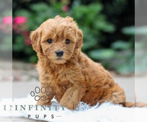 Goldendoodle (Miniature) Puppy for sale in LEOLA, PA, USA