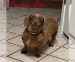 Small Photo #7 Dachshund Puppy For Sale in San Antonio, TX, USA