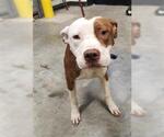 Small American Pit Bull Terrier