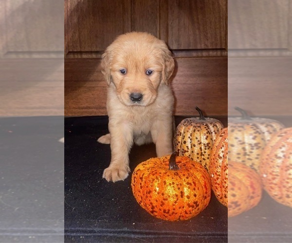 Medium Photo #2 Golden Retriever Puppy For Sale in LAUREL, MS, USA