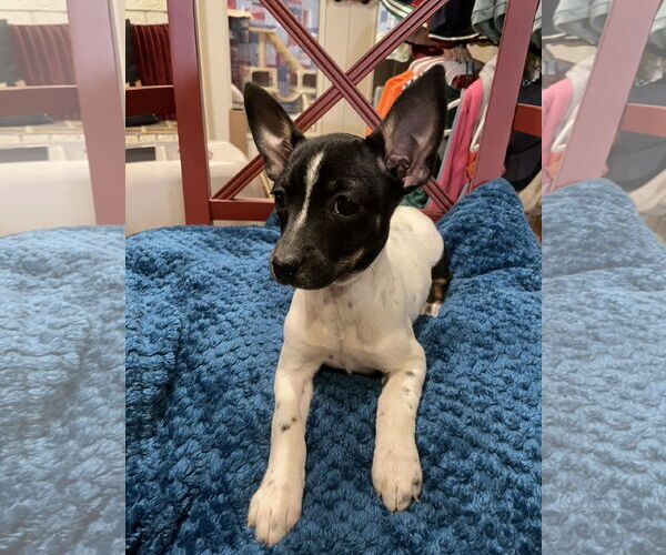 Medium Photo #4 Rat-Cha Puppy For Sale in Texarkana, TX, USA