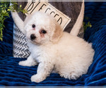 Small Photo #11 Bichon Frise Puppy For Sale in WAKARUSA, IN, USA