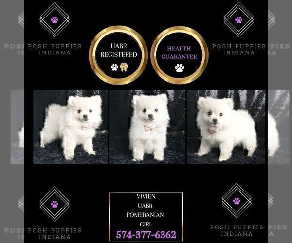 Medium Photo #32 Pomeranian Puppy For Sale in WARSAW, IN, USA