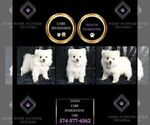 Small Photo #32 Pomeranian Puppy For Sale in WARSAW, IN, USA