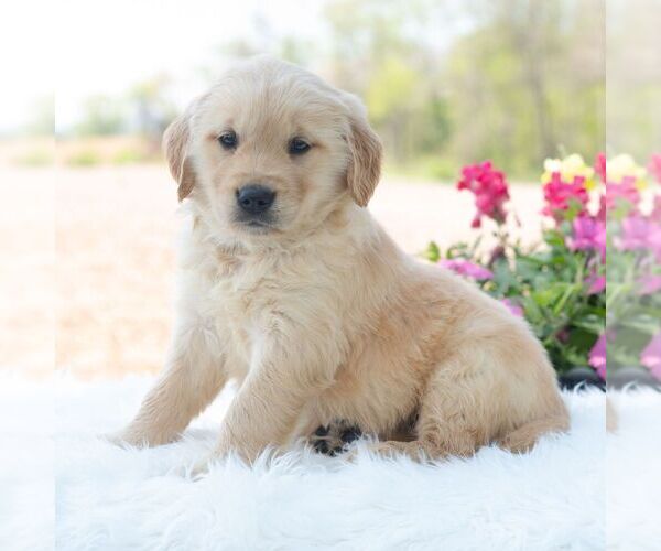 Medium Photo #5 Golden Retriever Puppy For Sale in NEWPORT, PA, USA