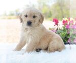 Small #4 Golden Retriever