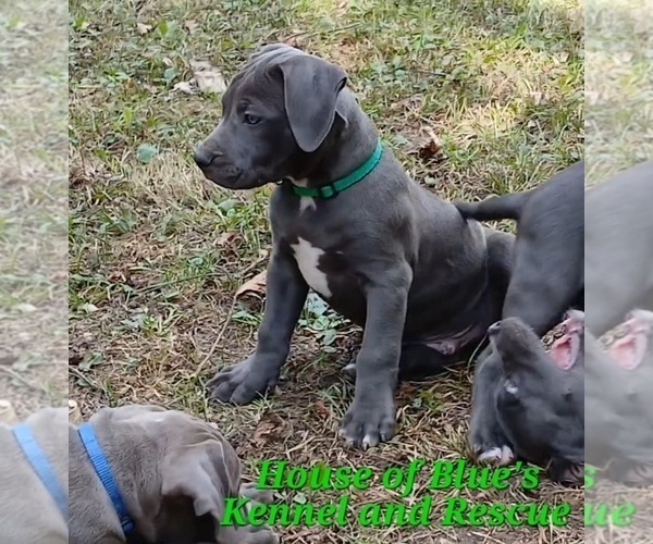 Medium Photo #1 American Pit Bull Terrier Puppy For Sale in DELAWARE, OH, USA