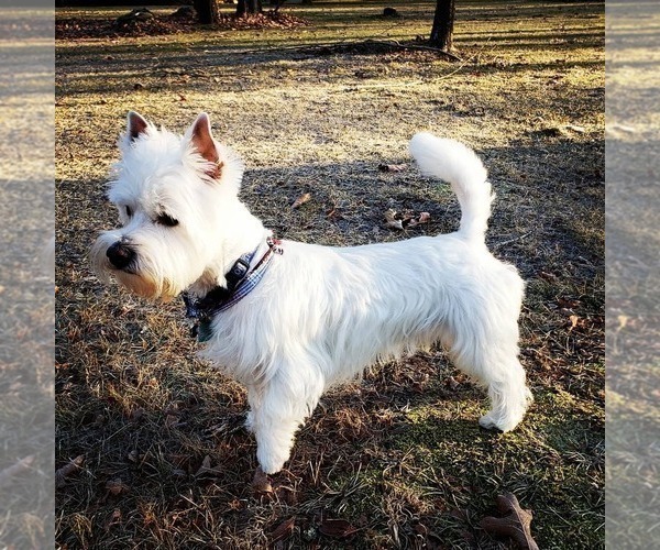 Medium Photo #1 West Highland White Terrier Puppy For Sale in ALMA, AR, USA
