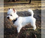 Small Photo #1 West Highland White Terrier Puppy For Sale in ALMA, AR, USA