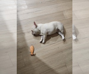 Mother of the French Bulldog puppies born on 04/08/2025