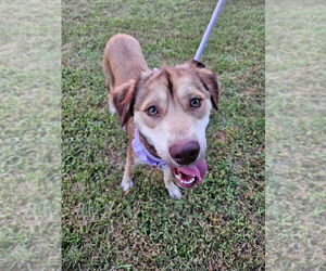 Daisy (Cleveland Mama) - Female Retriever -Unknown Mix Dog for Adoption - Photo #2