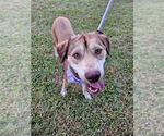 Small #1 Retriever  Mix