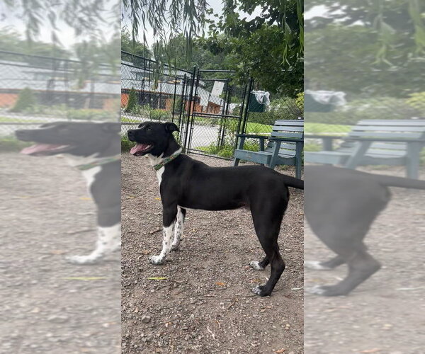 Medium Photo #1 Mutt Puppy For Sale in Elmsford, NY, USA