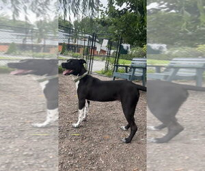 Mutt Dogs for adoption in Elmsford, NY, USA