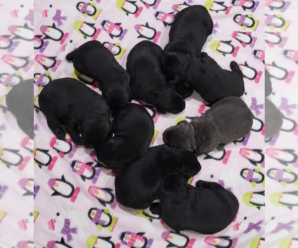 Medium Photo #8 Labrador Retriever Puppy For Sale in OLYMPIA, WA, USA