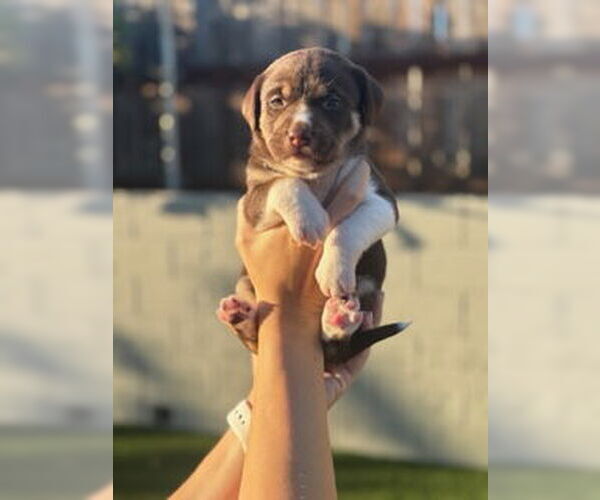 Medium Photo #8 Mutt Puppy For Sale in San Diego, CA, USA