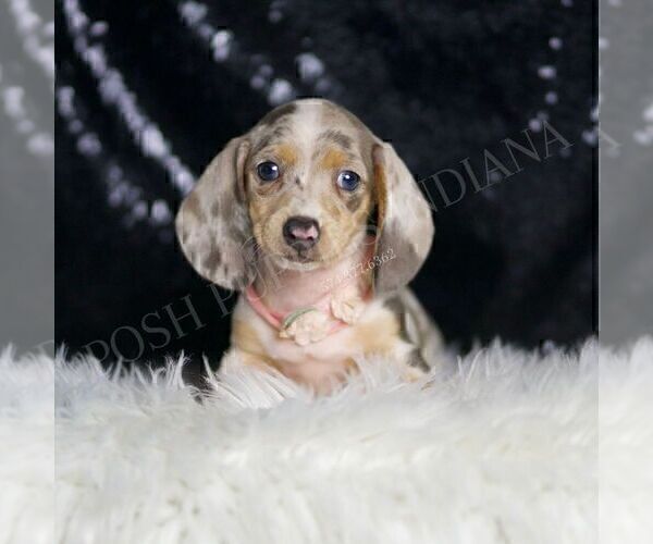 Medium Photo #1 Dachshund Puppy For Sale in WARSAW, IN, USA